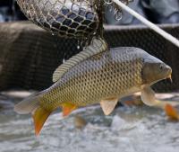 Kapr obecný (Cyprinus carpio)